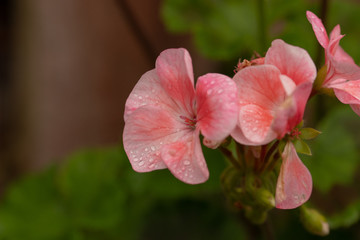 Fototapeta premium Geranium in the morning after the rain.