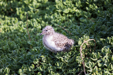 Seagull chick resting in grass