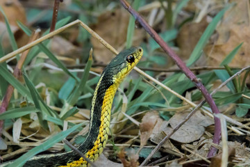 Yellow snake in grass