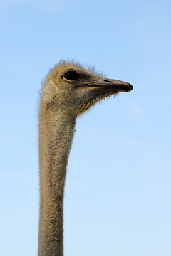 Head of South African female common ostrich (Struthio camelus)