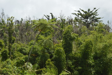 335 AFTER HURRICANE MARIA FOR PR.