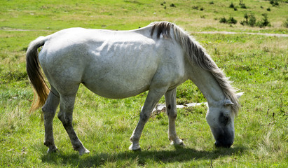 white horse in the mountains