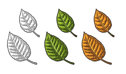 Linden leaf. Vector color vintage engraved illustration.