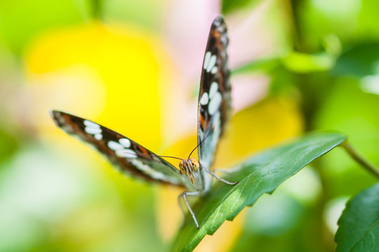 Beautiful brown butterfly sitting on plant on blurred background
