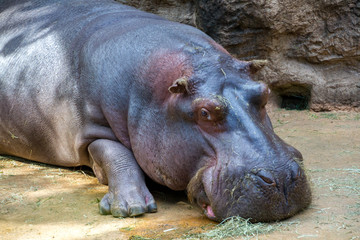 Hippopotamus relaxing in the shade on a sandy floor
