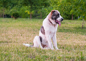 Central Asian shepherd dog, or Alabai, is an ancient breed of dog from the regions of Central Asia.