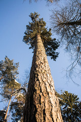 Uplifting frosty winter morning in a countryside. Bright blue sky and tall branchy trees under the sunlight.
