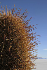 The famous Cactus Island in the Salar de Uyuni in Bolivia