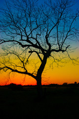 Fototapeta na wymiar Tree Sunset
