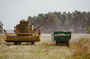 Combine harvesting the rape field