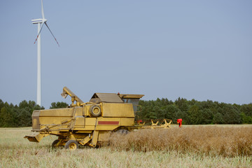 Combine harvesting the rape field
