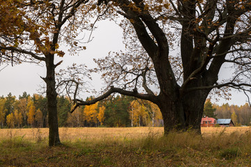 Desolate nook of fading autumn nature. Sparse yellowed foliage. Rural melancholic landscape in a cloudy day.