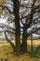 Desolate nook of fading autumn nature. Sparse yellowed foliage. Rural melancholic landscape in a cloudy day.