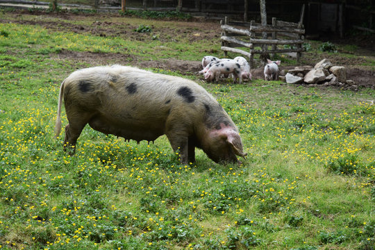 Truie "cochon de Bayeux" et ses porcelets.