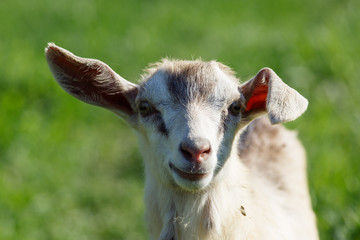 Obraz premium Close up portrait of little goat