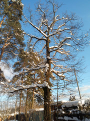 Uplifting frosty winter morning in a countryside. Bright blue sky and tall branchy trees under the sunlight.
