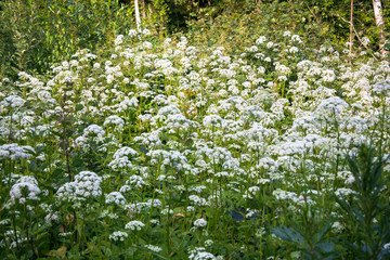 Flowering umbelliferous herbs, lit by soft evening sunlight. This is Anthriscus sylvestris, known...