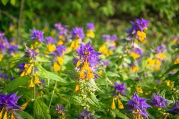 Summer forest flowers of cow-wheat (Melampyrum nemorosum). Picturesque peaceful nook away from the urban noise and hustle. Rich colors of nature inspire for the best and fill the soul with harmony.