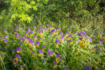 Summer forest flowers of cow-wheat (Melampyrum nemorosum). Picturesque peaceful nook away from the urban noise and hustle. Rich colors of nature inspire for the best and fill the soul with harmony.