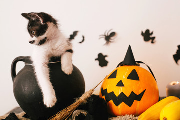 Happy Halloween concept. cute kitty sitting in witch cauldron with Jack o lantern pumpkin with...