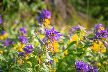 Summer forest flowers of cow-wheat (Melampyrum nemorosum). Picturesque peaceful nook away from the...