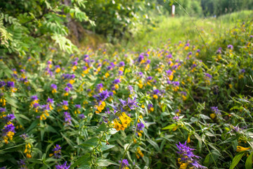 Summer forest flowers of cow-wheat (Melampyrum nemorosum). Picturesque peaceful nook away from the urban noise and hustle. Rich colors of nature inspire for the best and fill the soul with harmony.