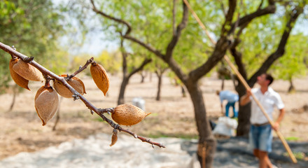 Harvest time: closeup view of some almonds on a tree during harvest time in Noto, Sicily - 219204062