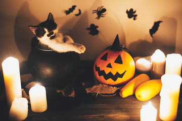 Happy Halloween. black kitty sitting in witch cauldron and Jack o lantern pumpkin with candles,...