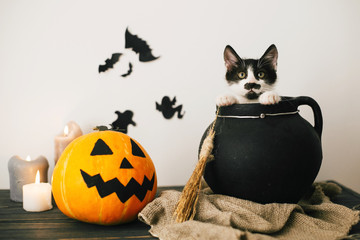 cute kitty sitting in witch cauldron with Jack o lantern pumpkin with candles, broom and bats,...