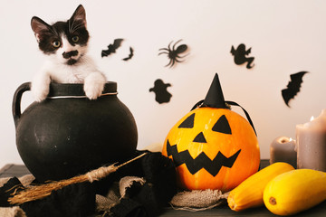 Happy Halloween concept. cute kitty sitting in witch cauldron with Jack o lantern pumpkin with...