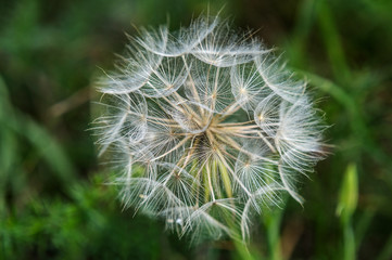 Fototapeta premium Close-Up Of Dandelion Flower