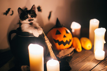 Happy Halloween. black kitty sitting in witch cauldron and Jack o lantern pumpkin with candles, broom and bats, ghosts on background in dark spooky room. atmospheric image