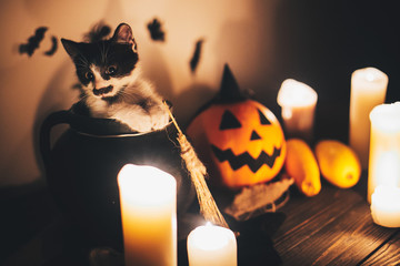 cute kitty sitting in witch cauldron and Jack o lantern pumpkin with candles, broom and bats,...