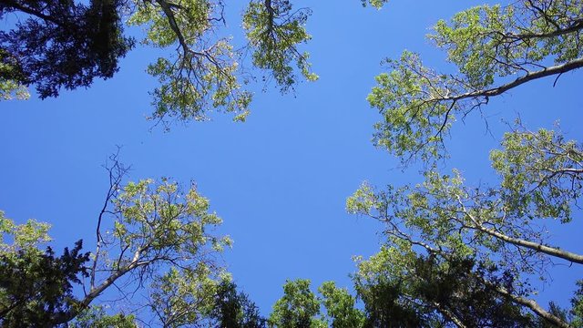 Looking up at blue sky through trees. Pure blue sky above forest canopy in the wilderness on a beautiful summer day in the countryside.