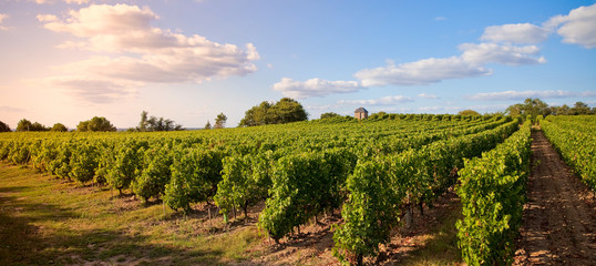 France > Anjou > Ardenay > Coteaux du Layon