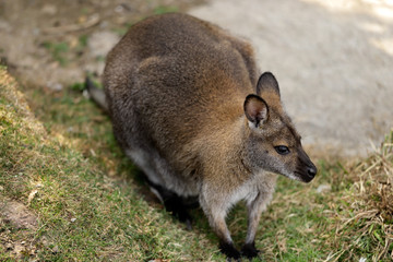Portrait of australian kangaroo (marsupial)