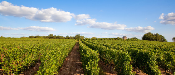 France > Anjou > Coteaux du Layon > Ardenay
