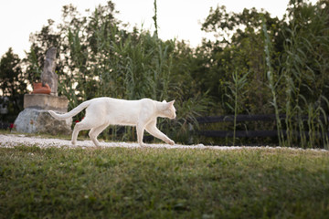 Obraz premium Side view of white cat walking forward