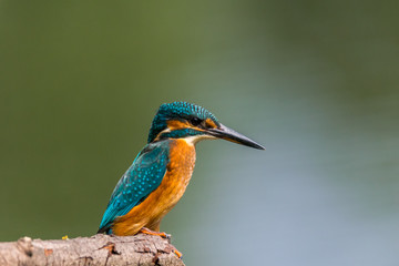 king fisher