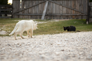 White cat carefully moving toward the black cat