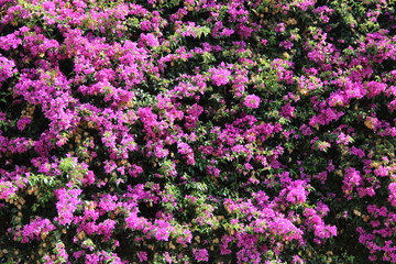 Fototapeta premium flower
