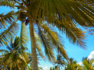 Palmiers, Cayo Levisa, Cuba