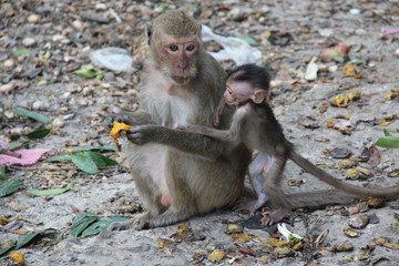 Fototapeta premium monkey with cub