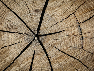 Fototapeta premium the texture of a wooden slice with cracks