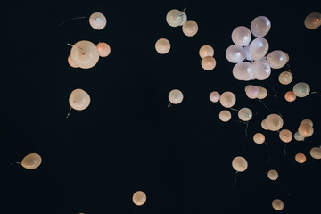 white balloons flying up in the air into night sky after amazing wedding ceremony in evening outdoors.