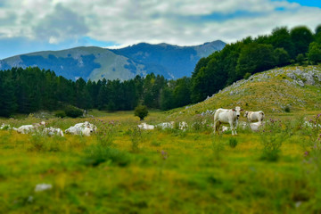 Fototapeta na wymiar white cows in the mountains