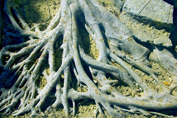 Big tree roots placed above the ground, summer
