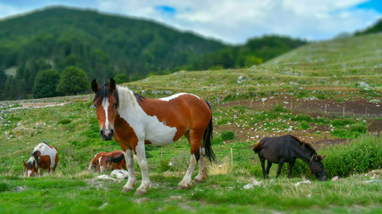 Fototapeta na wymiar white and brown horse in the mountain