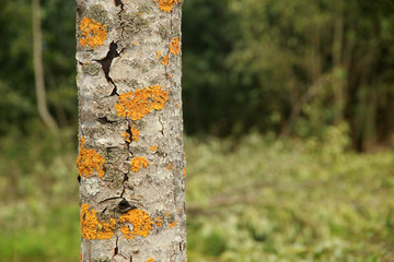 Orange lichen on an aspen tree