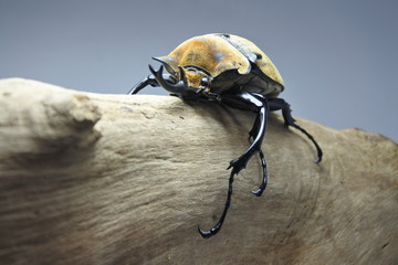 Male Rhinoceros beetle